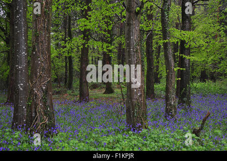 Bluebells in legno Delcombe, Dorset Foto Stock