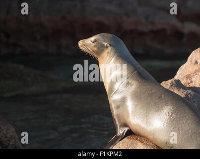 Messico, Baja, Lapaz, Espiritu Santo. I leoni di mare a prendere il sole sulle rocce. Foto Stock