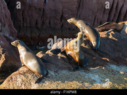 Messico, Baja, Lapaz, Espiritu Santo. I leoni di mare a prendere il sole sulle rocce. Foto Stock