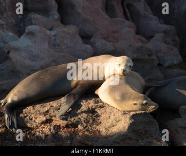 Messico, Baja, Lapaz, Espiritu Santo. I leoni di mare a prendere il sole sulle rocce. Foto Stock