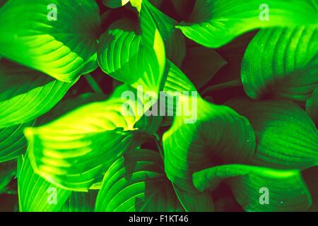 Foglie verde dello sfondo della foto. Tema di giardinaggio. Foto Stock