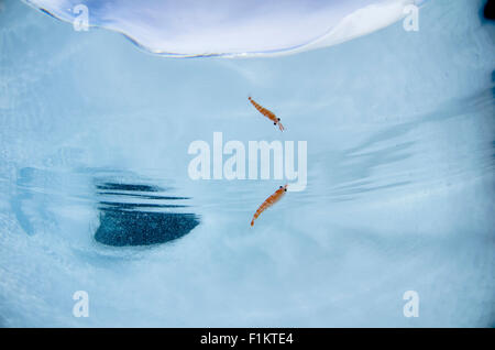 Fotografia subacquea di wild krill antartico Euphausia superba in Antartide Foto Stock