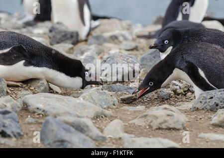 Adelie penguins Pygoscelis adeliae covet ghiaia e rocce. Un animale è rubare una roccia da un altro in corrispondenza di un sito di nidificazione Foto Stock