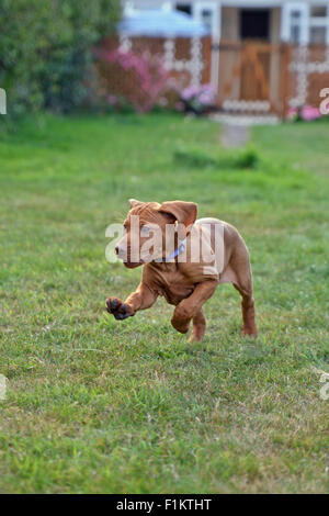 Otto settimane vecchio cucciolo Vizsla in esecuzione in giardino Foto Stock