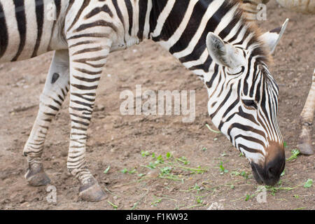 In prossimità di una zebra Foto Stock