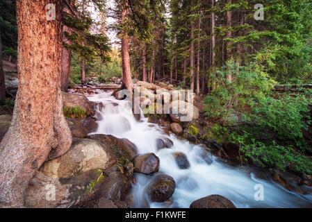Forest Stream. Small Mountain River and Forest Landscape. Foto Stock