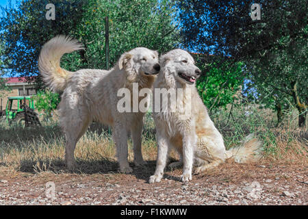 Due fratelli della maremma sheepdog in fattoria Foto Stock