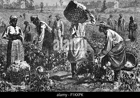 Un'illustrazione della fine del diciannovesimo secolo di raccogliere il cotone su una piantagione, in Louisiana, Stati Uniti. Coltivata in Louisiana per centinaia di anni, questa coltura era stata curata dagli schiavi fino alla metà del 1860, quando è stata abolita negli Stati Uniti. Foto Stock