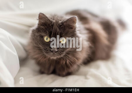 Grigio gatto persiano seduta su fogli bianchi di un letto con magnifiche green bright eyes guardando dritto Foto Stock