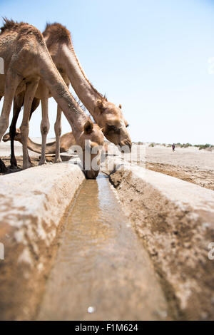 Cammelli acqua potabile pompato al di fuori di un recente scavò borewell nella depressione di Danakil, Etiopia. Foto Stock