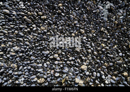 Ciottoli grigio su una spiaggia Foto Stock