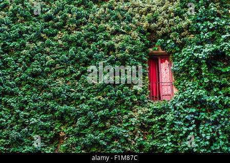 Foto di una parete di Firenze con un sacco di foglie rosse e balcone Foto Stock
