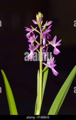 Loose-fiore - Orchidee Anacamptis laxiflora su sfondo nero Foto Stock