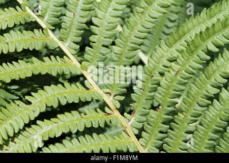 Close up bracken verde fogliame testurizzata Foto Stock