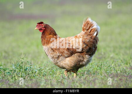 Hen camminare da solo nel giardino in erba verde Foto Stock