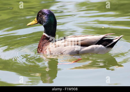 Bel maschio Mallard duck nuotare sulla superficie del lago Foto Stock