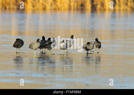 Gregge di folaghe ( fulica atra ) sul lago ghiacciato Foto Stock