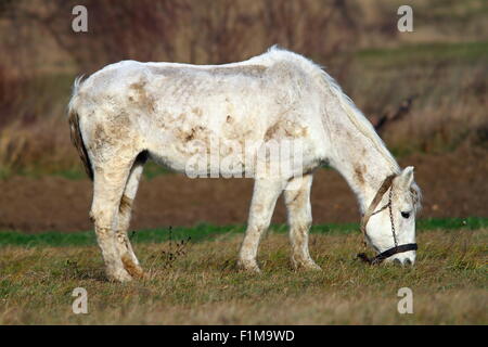 White Horse di pascolare su prato in fattoria Foto Stock