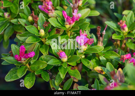 Snow-rose, arrugginito-lasciava alpenrose, arrugginito-lasciava alprose, Rostblättrige Alpenrose, Rostroter Almrausch, Rhododendron ferrugineum Foto Stock