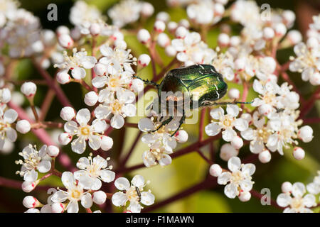 Rose, chafer Gemeiner Rosenkäfer, Goldkäfer, Gold-Rosenkäfer, Goldrosenkäfer, Blütenbesuch, Cetonia aurata Foto Stock