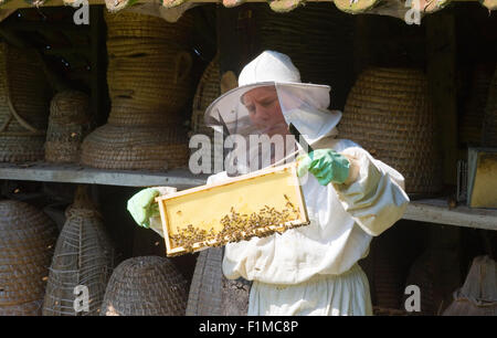 LIEVELDE, PAESI BASSI - Agosto 08, 2015: Un apiarist è controllo del telaio di un nido e indossando indumenti protettivi Foto Stock