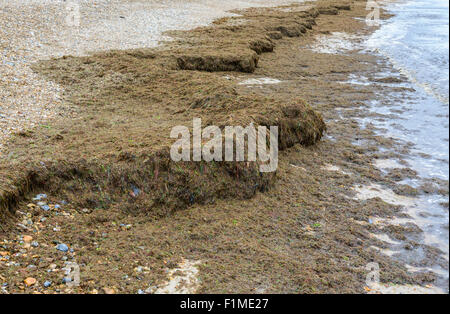 Alghe marine compattate marroni si sono bagnate su una spiaggia sulla costa meridionale dell'Inghilterra, nel Regno Unito, nel Sussex occidentale. Foto Stock