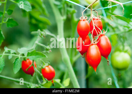 Mature pomodori rossi crescono su un vitigno Foto Stock