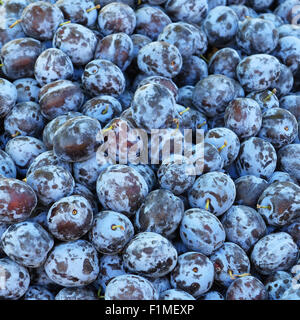 Freschi colori blu prugne Foto Stock