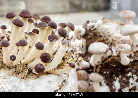 I funghi shiitake e pioppo meridionale fungo su un substrato a fungo Foto Stock