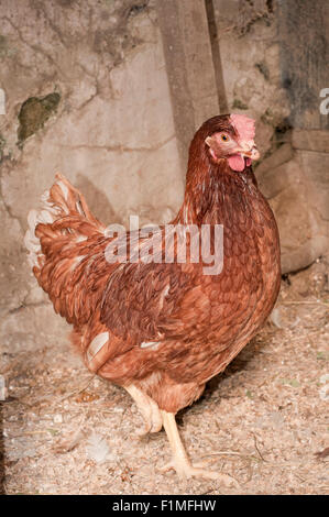 Free range chicken camminando sul pollaio. Foto Stock