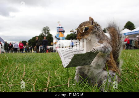 Chatsworth House, Derbyshire, Regno Unito. 04 Sep, 2015. Le competenze di imbalsamatore, Kevin Brookes da Tamworth, Staffordshire sul display all'annuale fiera di paese a Chatsworth House dove la ex macellaio ha una bancarella vendendo conserve di piccoli mammiferi e uccelli. La fiera tenutasi a motivi di il Duca e la Duchessa di Devonshire's Peak District home, corre 4-6 settembre 2015. Credito: Deborah Vernon/Alamy Live News Foto Stock