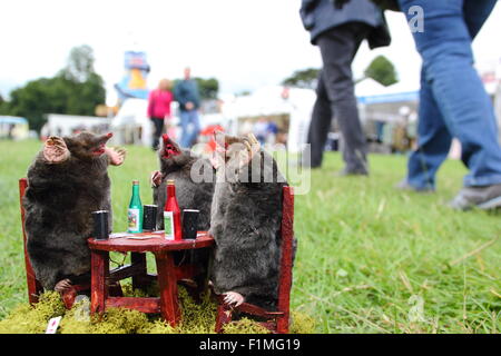 Chatsworth House, Derbyshire, Regno Unito. 04 Sep, 2015. Le competenze di imbalsamatore, Kevin Brookes da Tamworth, Staffordshire sul display all'annuale fiera di paese a Chatsworth House dove la ex macellaio ha una bancarella vendendo conserve di piccoli mammiferi e uccelli. La fiera tenutasi a motivi di il Duca e la Duchessa di Devonshire's Peak District home, corre 4-6 settembre 2015. Credito: Deborah Vernon/Alamy Live News Foto Stock