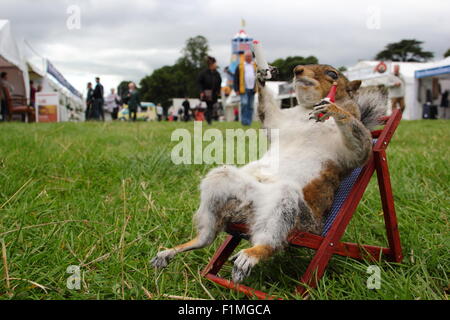 Chatsworth House, Derbyshire, Regno Unito. 04 Sep, 2015. Le competenze di imbalsamatore, Kevin Brookes da Tamworth, Staffordshire sul display all'annuale fiera di paese a Chatsworth House dove la ex macellaio ha una bancarella vendendo conserve di piccoli mammiferi e uccelli. La fiera tenutasi a motivi di il Duca e la Duchessa di Devonshire's Peak District home, corre 4-6 settembre 2015. Credito: Deborah Vernon/Alamy Live News Foto Stock