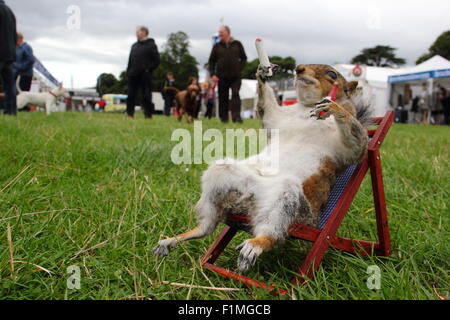 Chatsworth House, Derbyshire, Regno Unito. 04 Sep, 2015. Le competenze di imbalsamatore, Kevin Brookes da Tamworth, Staffordshire sul display all'annuale fiera di paese a Chatsworth House dove la ex macellaio ha una bancarella vendendo conserve di piccoli mammiferi e uccelli. La fiera tenutasi a motivi di il Duca e la Duchessa di Devonshire's Peak District home, corre 4-6 settembre 2015. Credito: Deborah Vernon/Alamy Live News Foto Stock