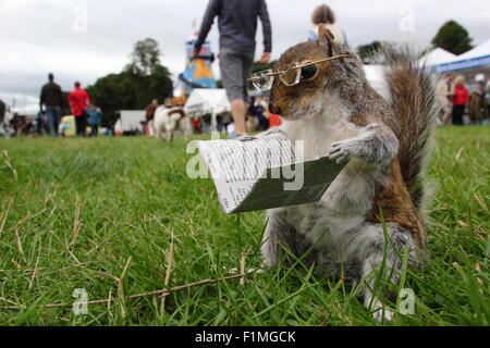 Chatsworth House, Derbyshire, Regno Unito. 04 Sep, 2015. Le competenze di imbalsamatore, Kevin Brookes da Tamworth, Staffordshire sul display all'annuale fiera di paese a Chatsworth House dove la ex macellaio ha una bancarella vendendo conserve di piccoli mammiferi e uccelli. La fiera tenutasi a motivi di il Duca e la Duchessa di Devonshire's Peak District home, corre 4-6 settembre 2015. Credito: Deborah Vernon/Alamy Live News Foto Stock