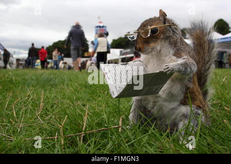 Chatsworth House, Derbyshire, Regno Unito, 04 settembre, 2015. Le competenze di imbalsamatore, Kevin Brookes da Tamworth, Staffordshire sul display all'annuale fiera di paese a Chatsworth House dove la ex macellaio ha una bancarella vendendo conserve di piccoli mammiferi e uccelli. La fiera tenutasi a motivi di il Duca e la Duchessa di Devonshire's Peak District home, corre 4-6 settembre 2015. Credito: Deborah Vernon/Alamy Live News Foto Stock