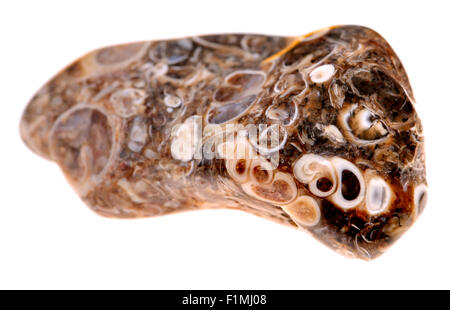 Turritella Agata - Agata da Green River Formazione, Wyoming, combustibili fossili contenenti le lumache Foto Stock