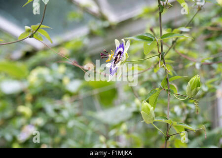 Passiflora caerulea. Il Blu fiore della passione in una serra. Regno Unito Foto Stock
