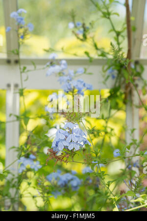 Plumbago auriculata. Cape leadwort fiori in una serra Foto Stock