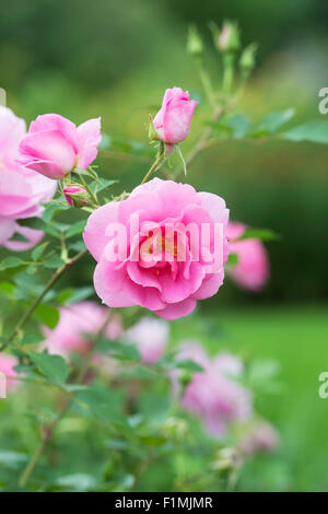 Rosa Cariad auspanier. Inglese rosa ad arbusto Foto Stock