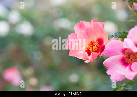 Rosa "solo per i tuoi occhi". Floribunda Rose Foto Stock