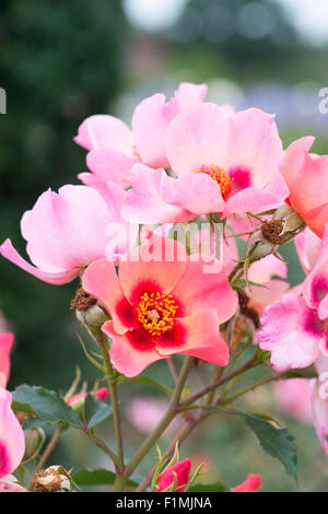 Rosa "solo per i tuoi occhi". Floribunda Rose Foto Stock