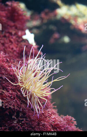 Anemone marittimo su una barriera corallina con tentacoli aperto Foto Stock