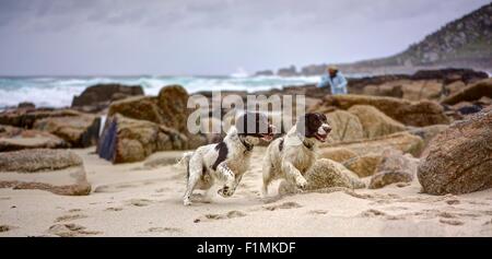 Due Springer Spaniel cani resi bruscamente, isolato in esecuzione sulla loose lontano dal proprietario che è parte di una scena costiere. Foto Stock