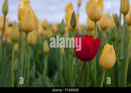 Un rosso scuro tulip cresce in contrasto intorno ai tulipani gialli in una fattoria in Oregon. Foto Stock