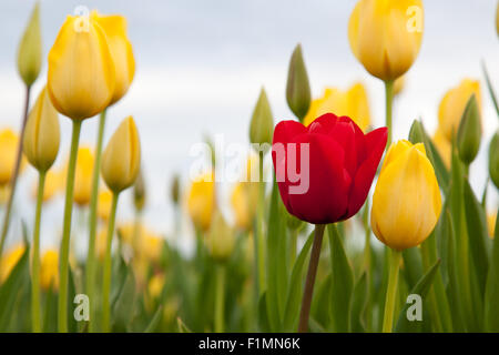 Un rosso scuro tulip cresce in contrasto intorno ai tulipani gialli in una fattoria in Oregon. Foto Stock