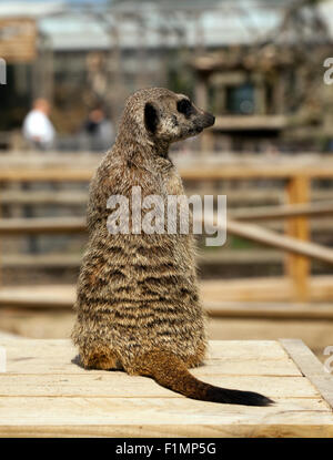 Meerkat (Suricata suricatta) a Wingham Wildlife Park, Kent, Inghilterra Foto Stock