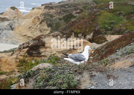 Una sea gull su una scogliera accanto all'oceano. Foto Stock