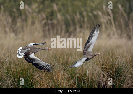 Graylag territoriale di oche ( Anser anser ) / Graugaense in lotta. Foto Stock