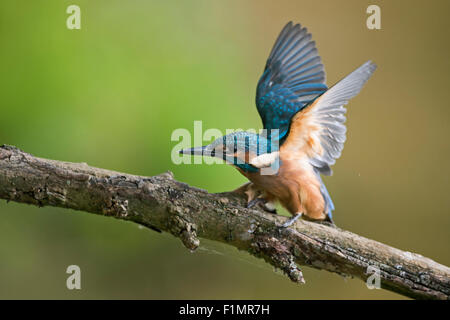 Giovani comuni / Kingfisher Eisvogel ( Alcedo atthis ) Elemosinare il cibo. Foto Stock